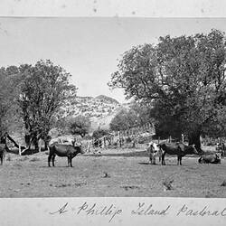 Photograph - 'A Phillip Island Pastoral', by A.J. Campbell, Westernport, Victoria, Nov 1902
