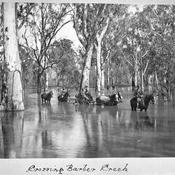 Photograph - by A.J. Campbell, Barber Creek, New South Wales, Sep 1894