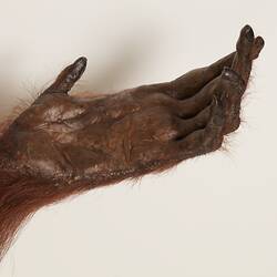 <em>Pongo pygmaeus</em>, Bornean Orangutan. [C 41761]