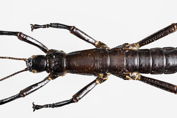 <em>Dryococelus australis</em>, Lord Howe Island stick insect. [PHA 11]