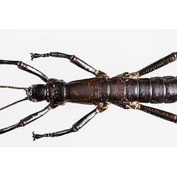 Our Wondrous Planet, Our Wild Family: Dry Specimen - Lord Howe Island stick insect, <em>Dryococelus australis</em> Montrouzier, 1855