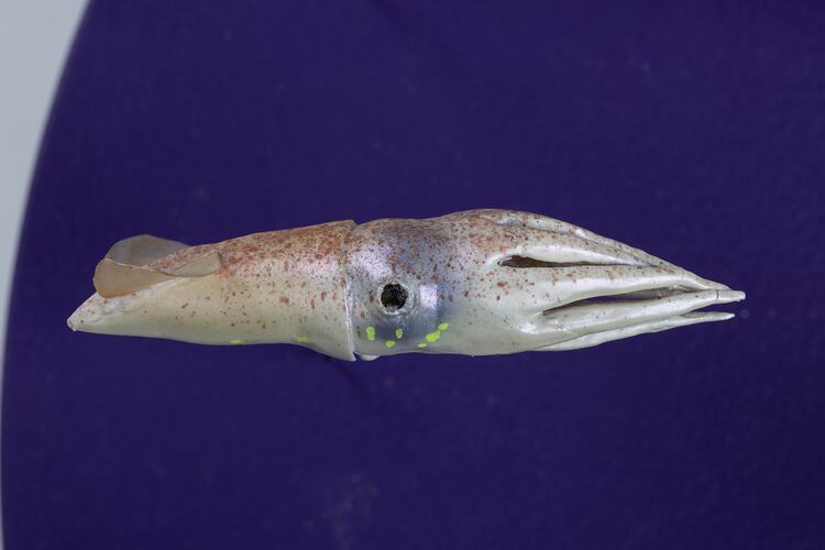 <em>Pyroteuthis margaritifera</em>, squid, model. [F 83705.4]