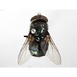 Dorsal view of pinned blowlfy specimen.