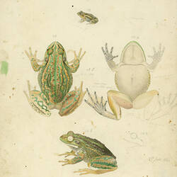 Drawing of three frogs.