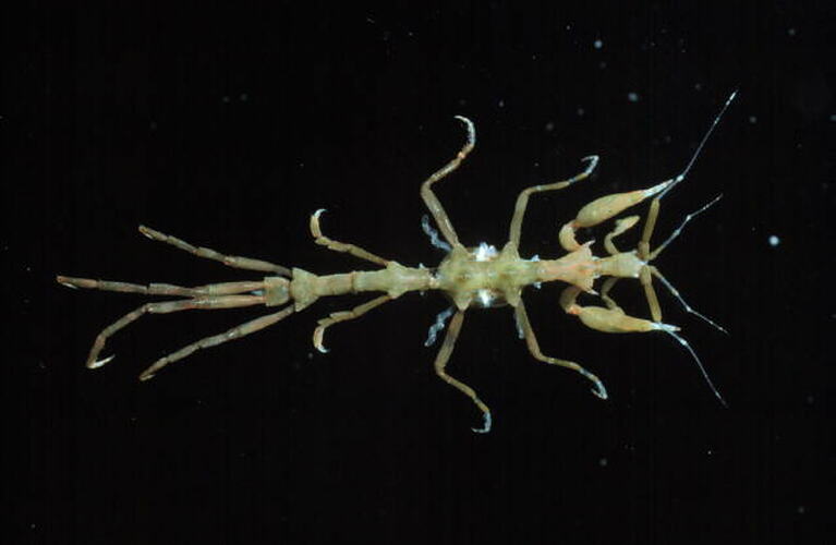 Amphipod viewed from above.