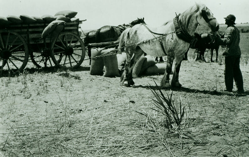 Photograph -Horses and dray