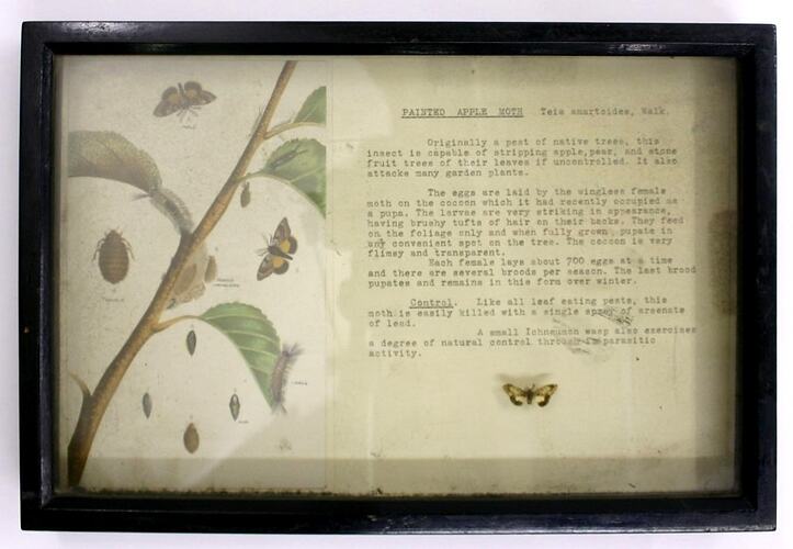 Botanical Specimen Display - Painted Apple Moth