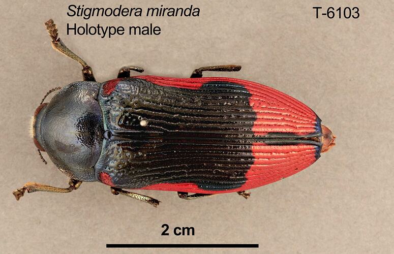 Jewel beetle specimen, male, dorsal view.