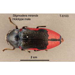 Jewel beetle specimen, male, dorsal view.
