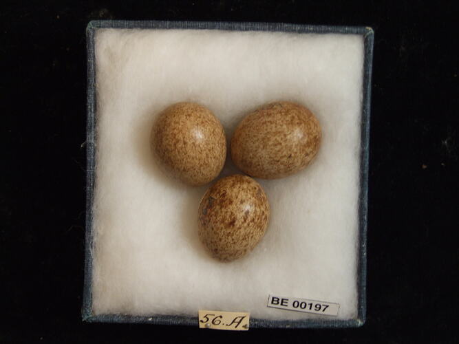 Three bird eggs with specimen labels in box.