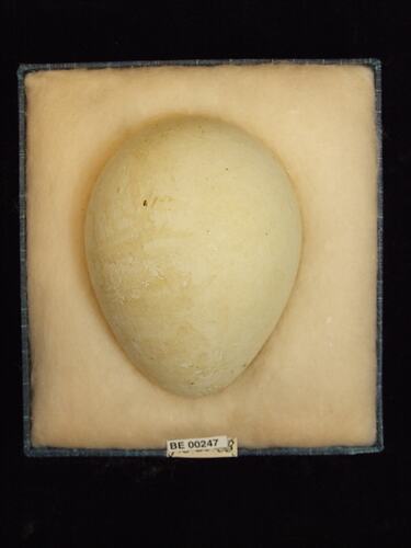 Bird egg with specimen labels in box.