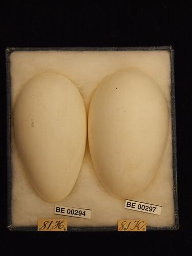 Two bird eggs with specimen labels in box.