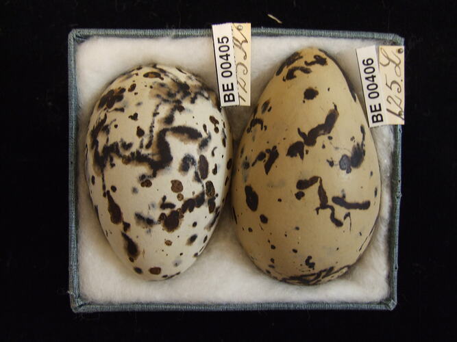 Two bird eggs with specimen labels in box.