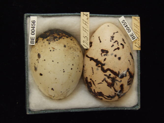 Two bird eggs with specimen labels in box.