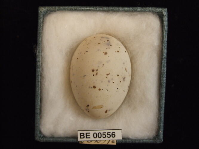 Bird egg with specimen labels in box.