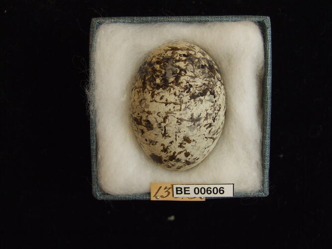 Bird egg with specimen labels in box.