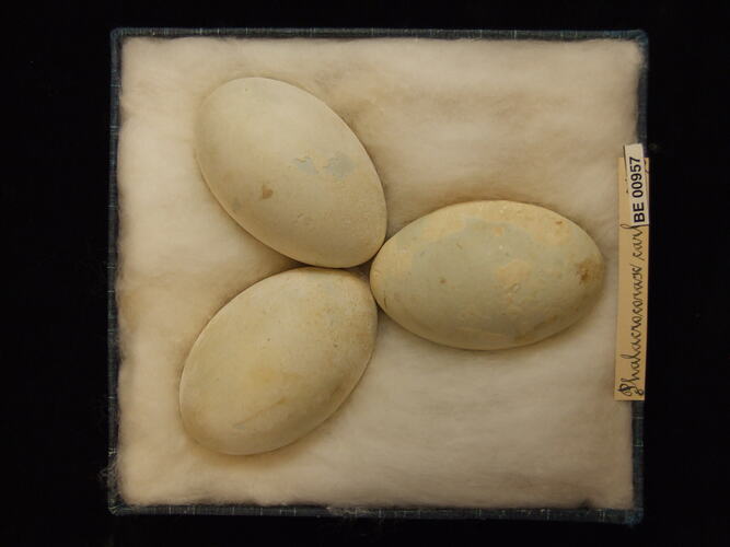 Three bird eggs with specimen labels in box.