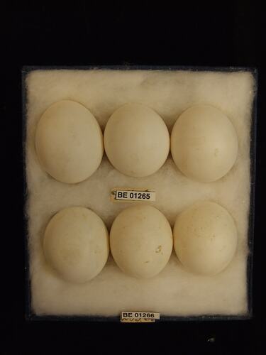 Six bird eggs with specimen labels in box.