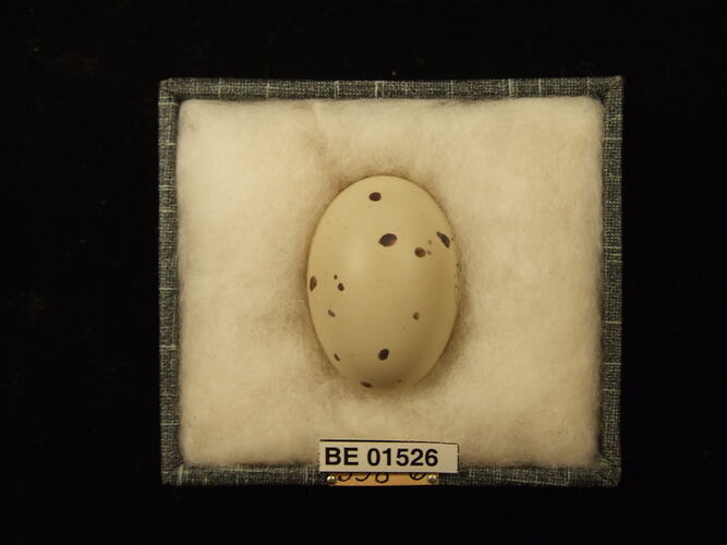 Bird egg with specimen labels in box.