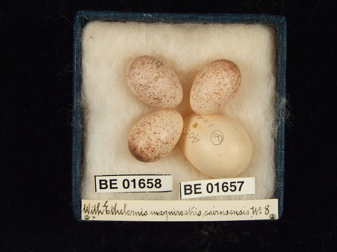 Four bird eggs with specimen labels in box.