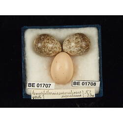 <em>Cuculus pallidus</em>