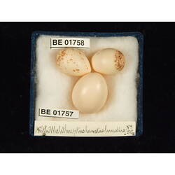 <em>Cuculus pallidus</em>