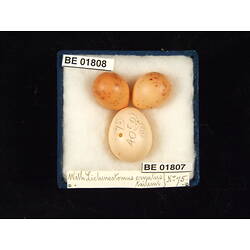 <em>Cuculus pallidus</em>
