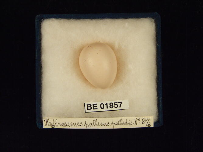 Bird egg with specimen labels in box.