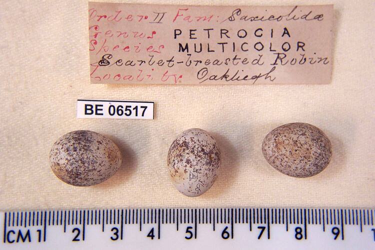 Three bird eggs with specimen labels beside ruler.