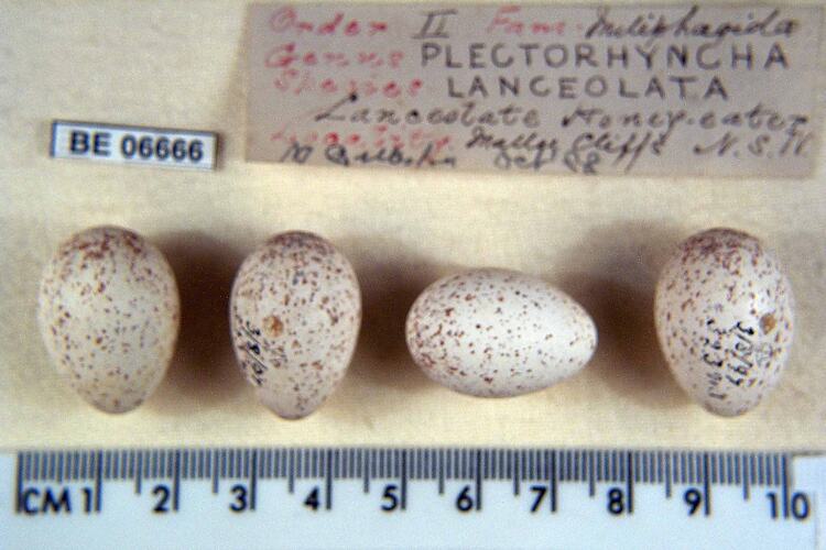 Four bird eggs with specimen labels beside ruler.