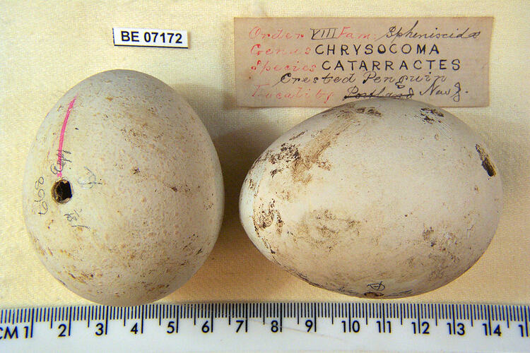 Two bird eggs with specimen labels beside ruler.