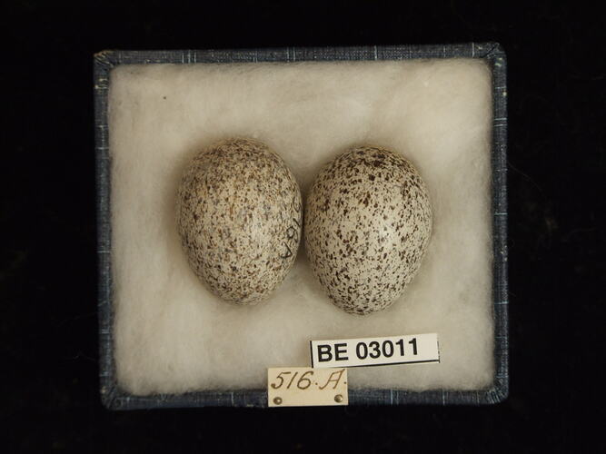 Two bird eggs in box with labels.