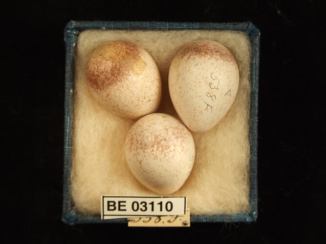 Three bird eggs in box with labels.