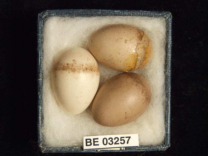 Three bird eggs in box with labels.