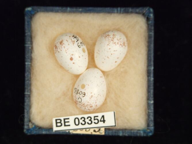 Three bird eggs in box with labels.