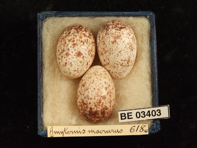 Three bird eggs in box with labels.
