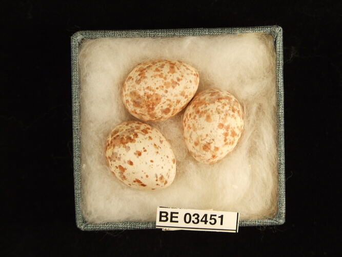 Three bird eggs in box with specimen label.