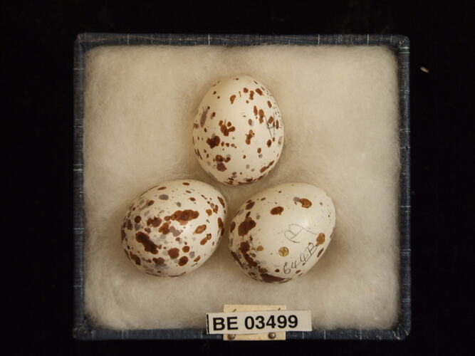 Three bird eggs in box with specimen labels.