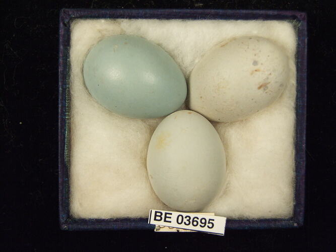 Three bird eggs in box with specimen labels.