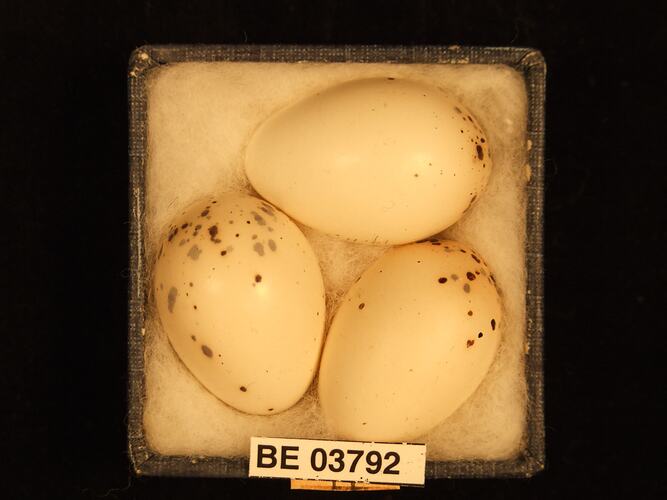 Three bird eggs in box with specimen labels.