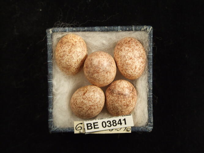 Five bird eggs in box with specimen labels.