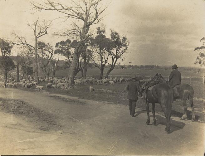 Digital Photograph - Two Men on Horseback Droving Sheep, Gippsland, circa 1916-1918