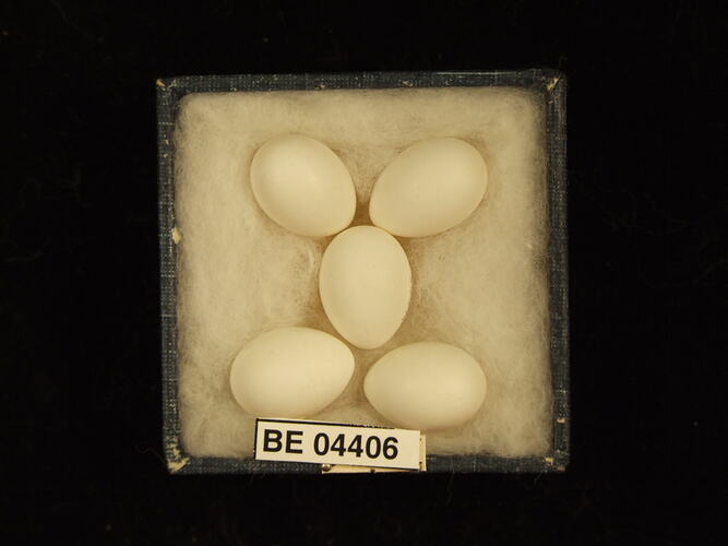 Five bird eggs in box with specimen labels.