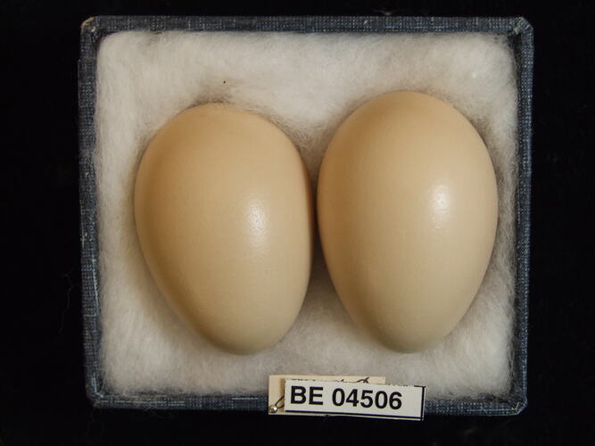 Two bird eggs with specimen labels in box.