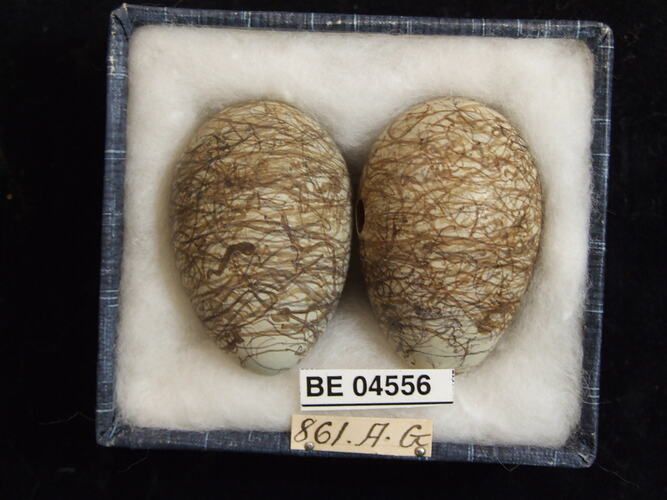 Two bird eggs with specimen labels in box.