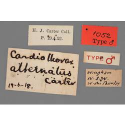 Entomology type specimen labels.