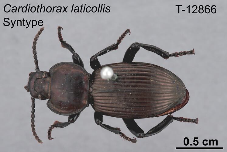 Beetle specimen, dorsal view.