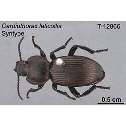 Beetle specimen, dorsal view.
