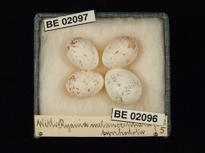 Four bird eggs with specimen labels in box.