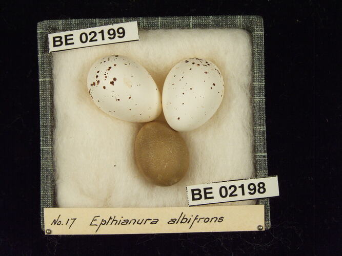 Three bird eggs with specimen labels in box.